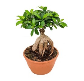 Ficus Ginseng Bonsai 